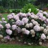 Hydrangea Incrediball Blush - Image 2